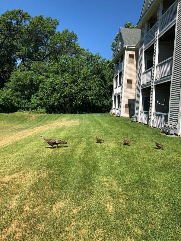 Ducks walking across the Baldwin House Grand Rapids property