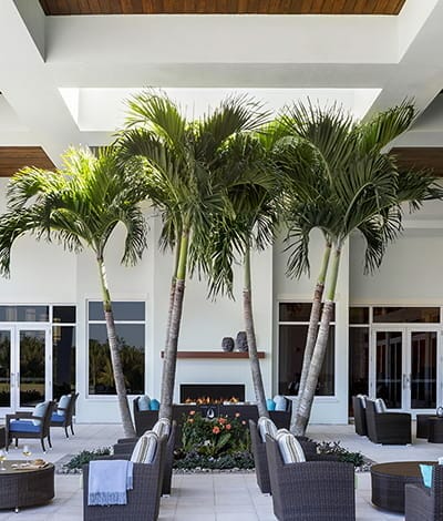 Palm trees on the Vi at Bentley Village terrace
