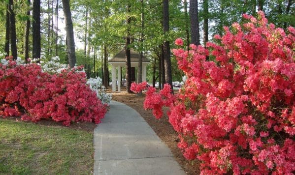 The Columbia Presbyterian Community azalea lined walking path