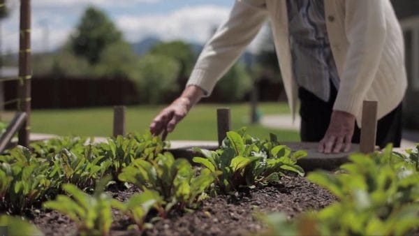 Senior womans hands in a raised garden bed at Bee Hive Homes of Sierra Vista